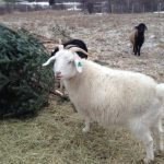Christmas to Compost with a little Help from Our Goats